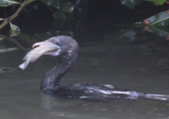 Microcarbo niger