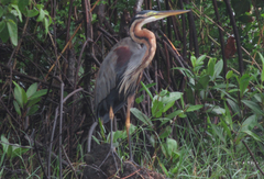 Ardea purpurea