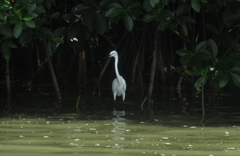 Egretta garzetta