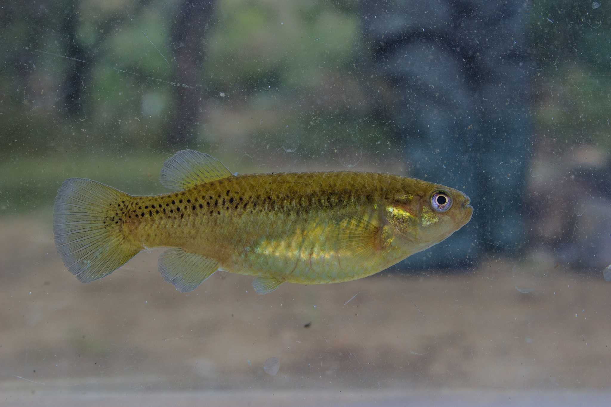 Profundulus oaxacae