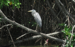 Ardea cinerea