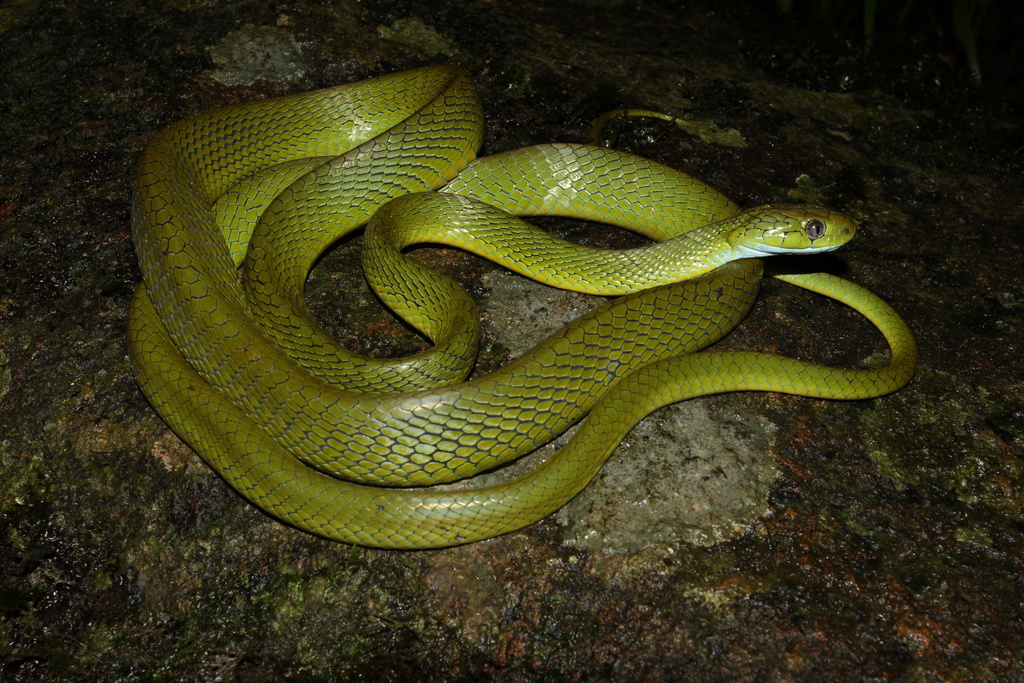 Green Cat Snake from Xã Gung Ré, H. Di Linh, Tỉnh Lâm Đồng, VN on May ...