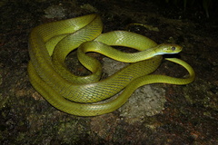 Boiga cyanea
