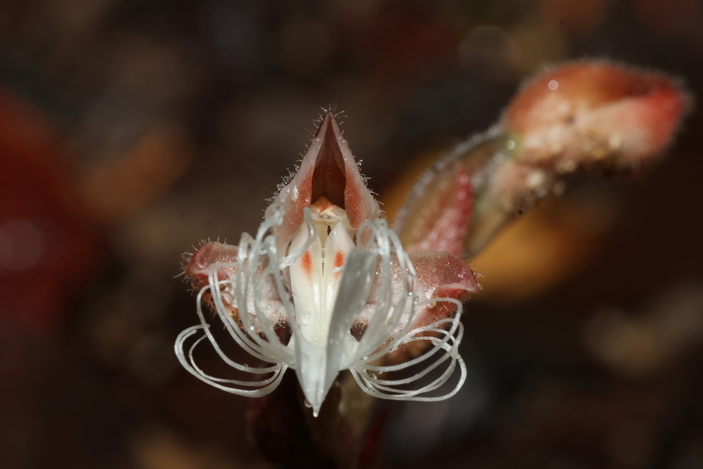 Anoectochilus geniculatus