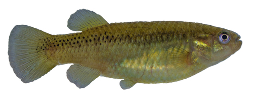 Oaxaca killifish (Profundulus oaxacae) — Profundulidae — 2