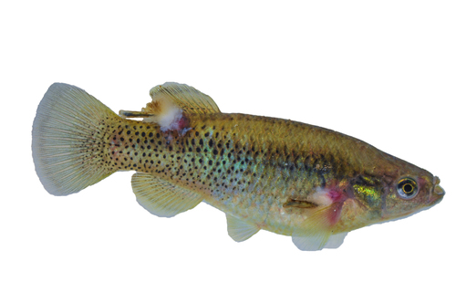 Oaxaca killifish (Profundulus oaxacae) — Profundulidae — 3