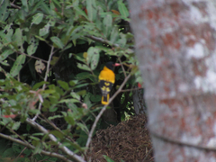 Oriolus xanthornus