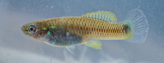 Pseudoxiphophorus bimaculatus