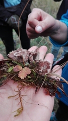 Thelephora caryophyllea