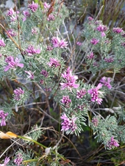 Indigofera hannariae