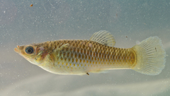 Poecilia sphenops