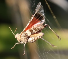 Oedipoda miniata