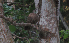 Argya affinis