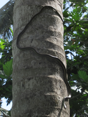 Dendrelaphis tristis