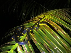 Boiga melanota