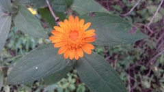 Lasianthaea macrocephala