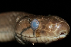 Coelognathus radiatus