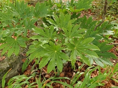 Fatsia
