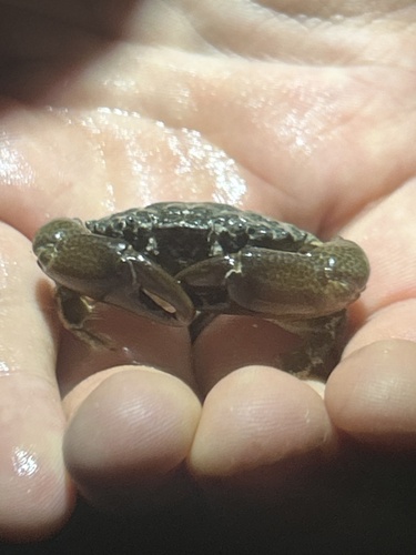 Etisus laevimanus observed 2025-06-20
