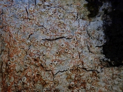 Thelotrema