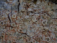 Thelotrema