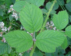 Rubus distractiformis