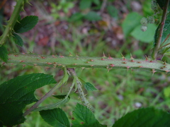 Rubus distractiformis