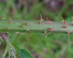 Rubus distractiformis