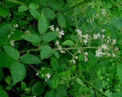 Rubus distractiformis