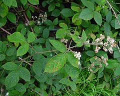 Rubus distractiformis
