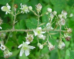 Rubus distractiformis