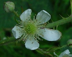 Rubus distractiformis
