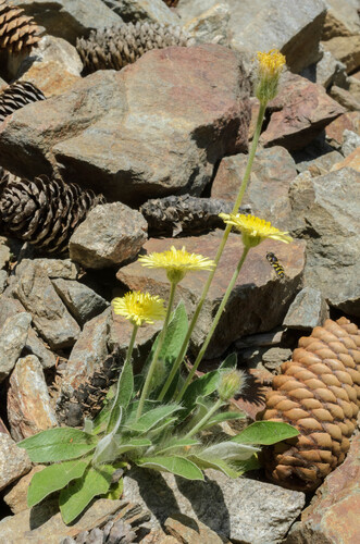 Pilosella peleteriana, 2025-06-19