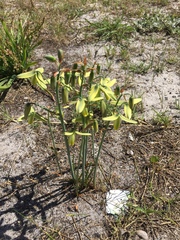 Albuca flaccida
