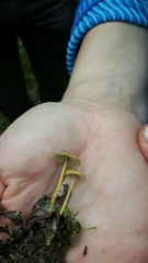 Mycena viridimarginata