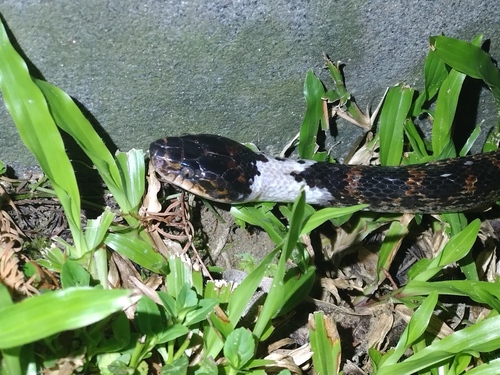 Red-banded Snake, 314台灣新竹縣北埔鄉, photo 9 of 10