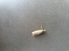 Ematheudes punctella