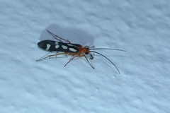 Chimarra albomaculata