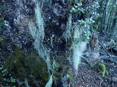 Usnea capillacea