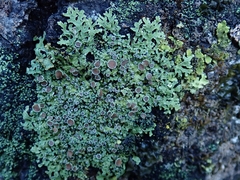 Pannaria pallida