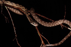 Boiga siamensis