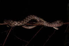 Boiga siamensis