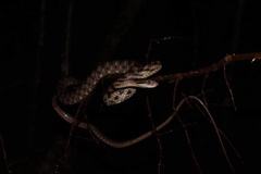 Boiga siamensis
