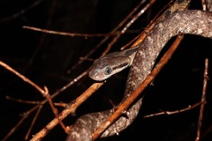 Boiga siamensis