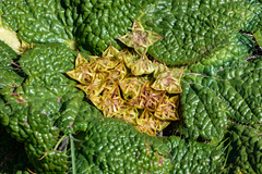 Arctopus