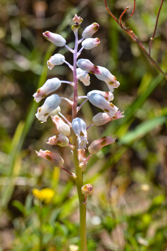 Lachenalia unifolia Jacq.