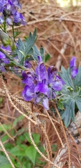 Aconitum firmum