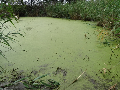 Image of Wolffia arrhiza by (c) Grzegorz Grzejszczak, some rights reserved (CC BY-SA)