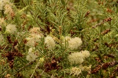 Acacia verticillata