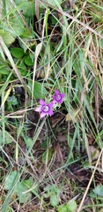 Gentianella austriaca